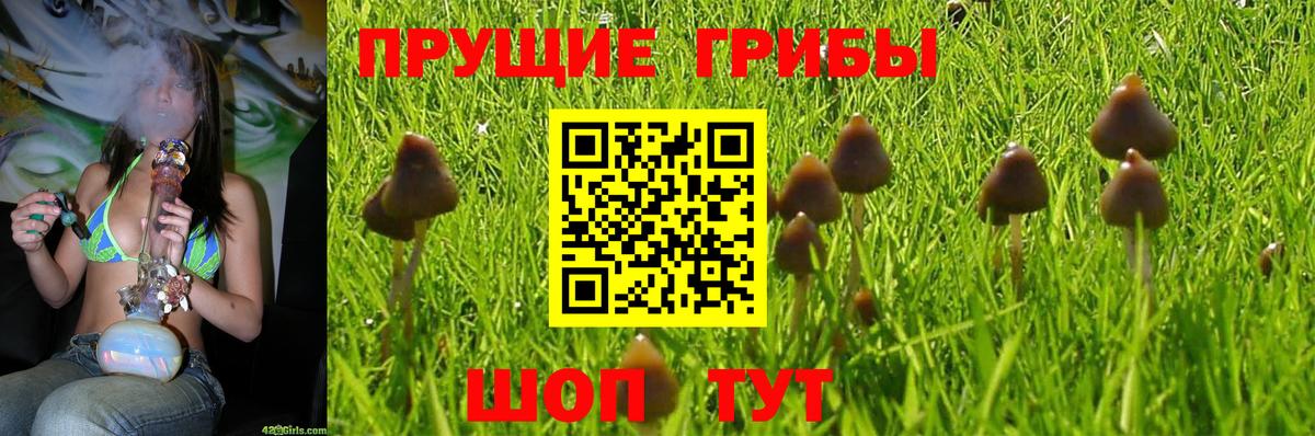 Псилоцибиновые грибы ЛСД  Новокубанск 